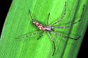 Tetragnatha_ZZ208_RF0724_Z_78_Les Gris_Frankrijk